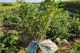 贵州丰产蓝莓苗可以种植吗？蓝莓苗近期价格