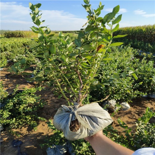 四川耐寒蓝莓苗可以种植吗？蓝莓苗近期价格