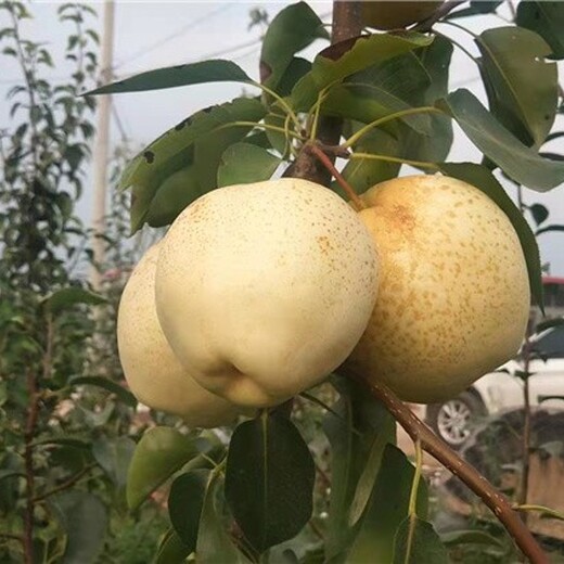 益陽供應梨樹苗,供應秋月梨苗