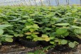 湖南张家界大棚蓝莓苗种植管理技术