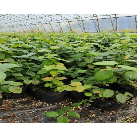 江苏苏州蓝莓栽种选哪个蓝莓苗品种好