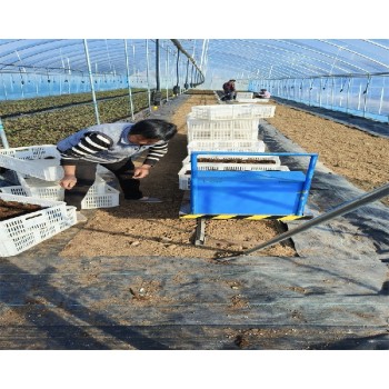 云南保山大棚蓝莓苗种植管理技术