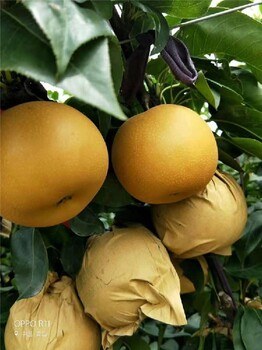 早紅考蜜斯梨苗,陽(yáng)泉供應(yīng)梨苗