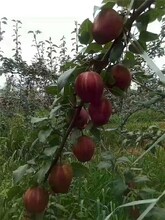 新梨七號(hào)梨苗,德陽(yáng)梨苗基地圖片