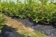 青海耐寒蓝莓苗可以种植吗？蓝莓苗近期价格