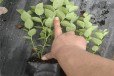 甘肃南高蓝莓苗可以种植吗？蓝莓苗近期价格