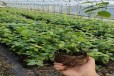 湖南益阳大棚蓝莓苗种植管理技术