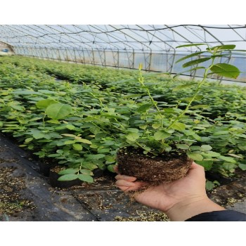 广西崇左大棚蓝莓苗种植管理技术