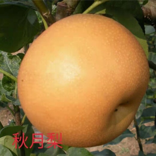 孝感供應梨樹苗,出售柱狀梨苗