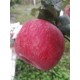 石家庄苹果苗供应商,矮化苹果苗产品图