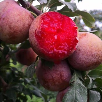 風(fēng)味玫瑰李子苗批發(fā),亳州供應(yīng)李子樹苗