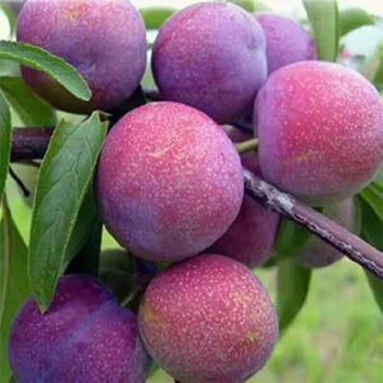 嘉興供應(yīng)李子樹苗,紅西梅苗品質(zhì)好