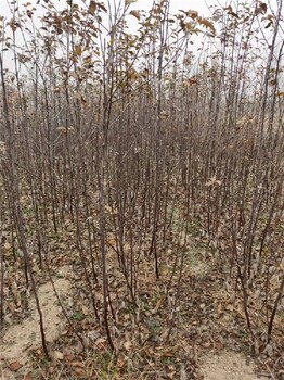 张家界苹果树苗基地,矮化苹果苗