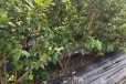 早熟大果蓝莓苗介绍丨蓝丰蓝莓苗近期多少钱一株