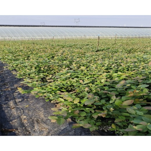 新疆塔城大棚蓝莓苗种植管理技术