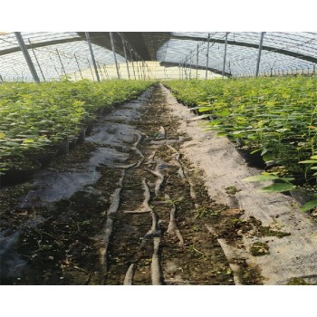 四川自贡大棚蓝莓苗种植管理技术