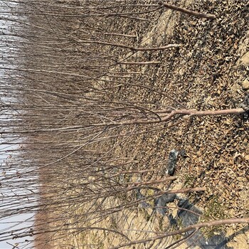 六盘水苹果树苗基地,供应水蜜桃苹果苗