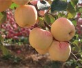 沙坪坝苹果苗多少钱,水蜜桃苹果苗