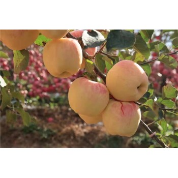 马鞍山苹果苗供应商,水蜜桃苹果苗