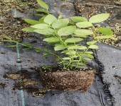 湖南衡阳大棚蓝莓苗种植管理技术