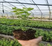 山东东营大棚蓝莓苗种植管理技术