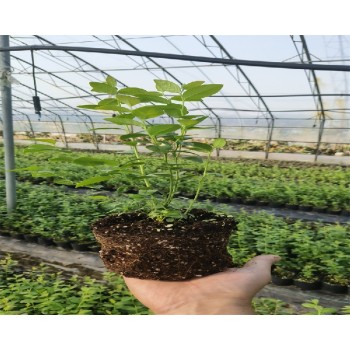 山东东营大棚蓝莓苗种植管理技术