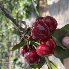 烟台一根棍大樱桃苗,樱桃苗批发图片