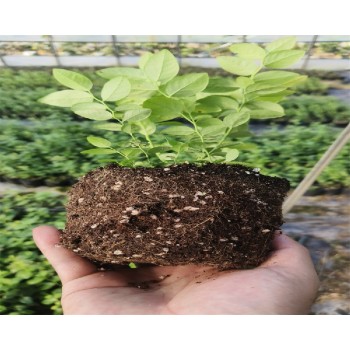 山东潍坊大棚蓝莓苗种植管理技术