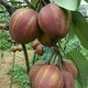 益陽梨樹苗圖