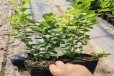 江西露天蓝莓苗可以种植吗？蓝莓苗近期价格
