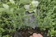 青海新品种蓝莓苗可以种植吗？蓝莓苗近期价格