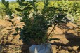 青海大棚蓝莓苗可以种植吗？蓝莓苗近期价格