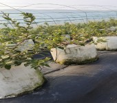 江西抚州大棚蓝莓苗种植管理技术