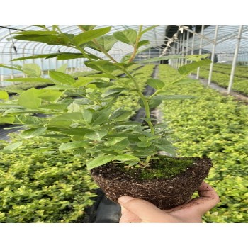 湖北鄂州大棚蓝莓苗种植管理技术