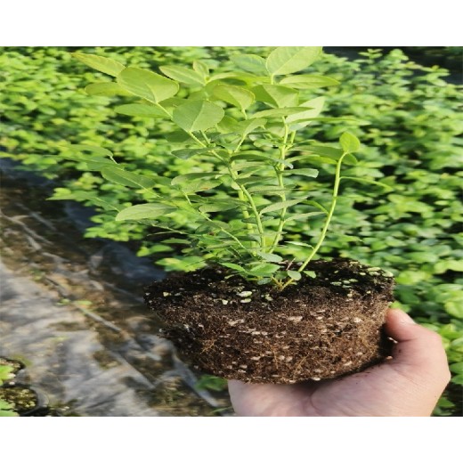湖南怀化大棚蓝莓苗种植管理技术