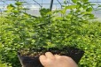 甘肃云雀蓝莓苗可以种植吗？蓝莓苗近期价格