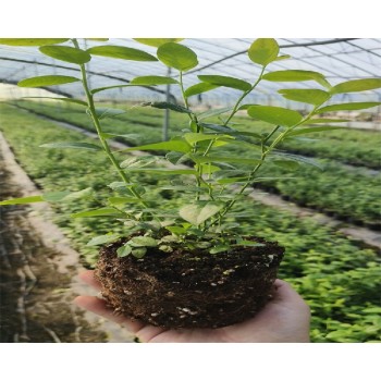 云南文山大棚蓝莓苗种植管理技术
