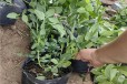 海南耐寒蓝莓苗可以种植吗？蓝莓苗近期价格