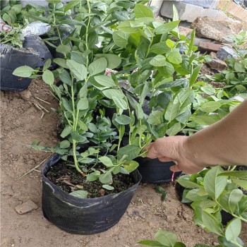新疆陆地蓝莓苗可以种植吗？蓝莓苗近期价格