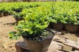贵州云雀蓝莓苗可以种植吗？蓝莓苗近期价格