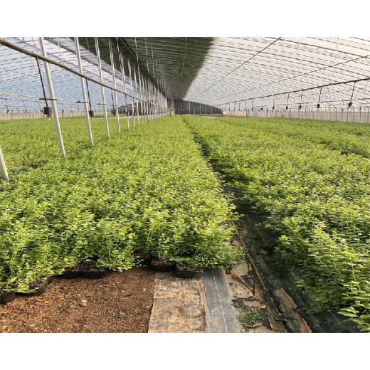 四川巴中大棚蓝莓苗种植管理技术