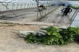 海南三亚大棚种植早熟蓝莓苗效果好