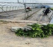 贵州铜仁大棚蓝莓苗种植管理技术