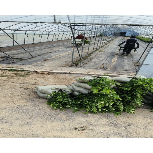 四川眉山大棚蓝莓苗种植管理技术