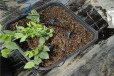 河北北高蓝莓苗可以种植吗？蓝莓苗近期价格