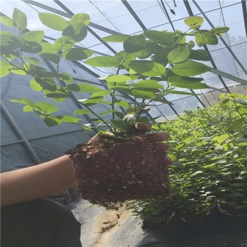 湖南露天蓝莓苗可以种植吗？蓝莓苗近期价格