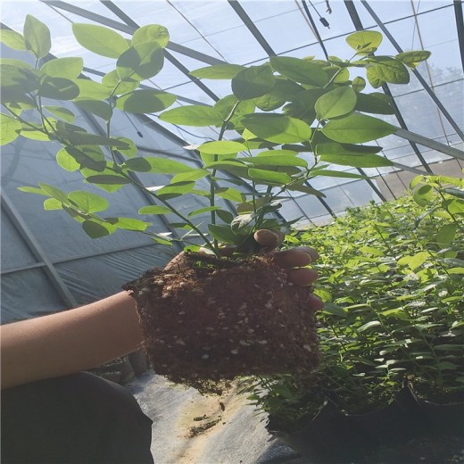重庆大棚蓝莓苗可以种植吗？蓝莓苗近期价格