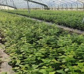 安徽黄山大棚蓝莓苗种植管理技术