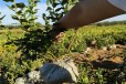 海南法新蓝莓苗可以种植吗？蓝莓苗近期价格