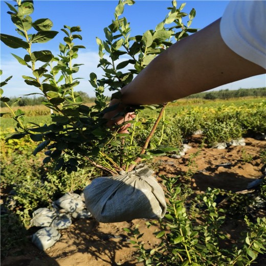 重庆耐寒蓝莓苗可以种植吗？蓝莓苗近期价格